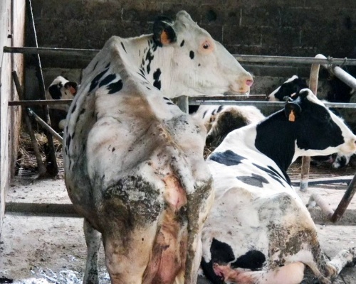 La ONG Equalia denuncia las pésimas condiciones en las que viven las vacas de siete granjas lecheras asturianas