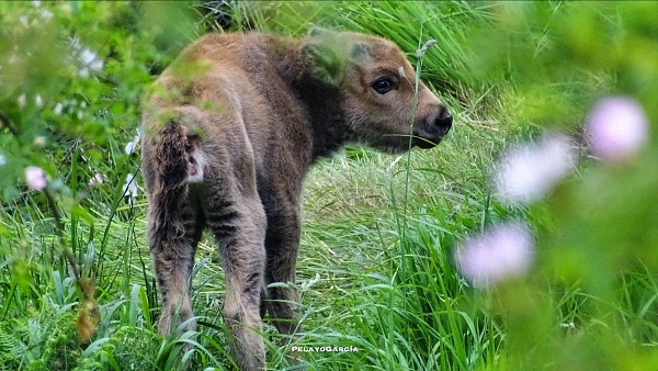 Bisontes en el Valle del Bisonte