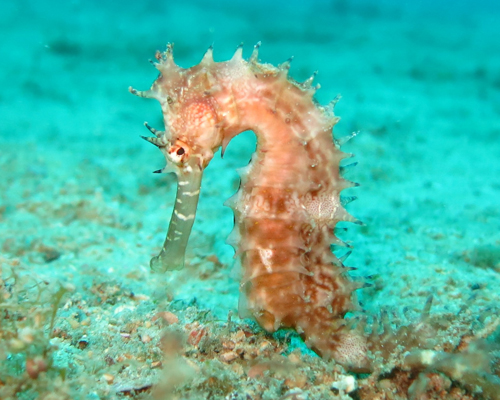 La Asociación Ambiens lanza el Seahorse Project para proteger al caballito de mar