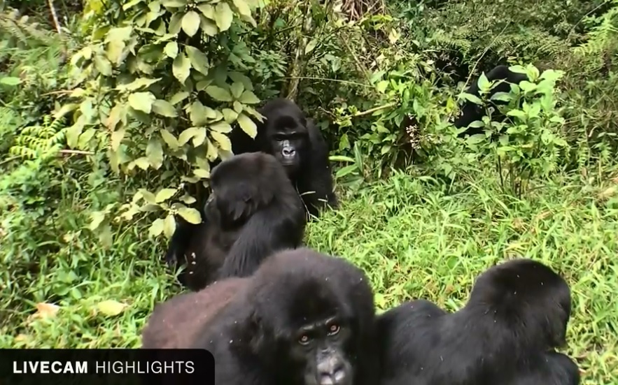 Gorilas en directo en el Congo