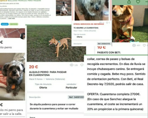 Anuncios de alquiler de perros para pasear en estado de alarma