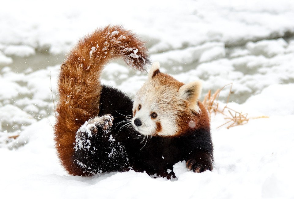 Panda rojo en la nieve