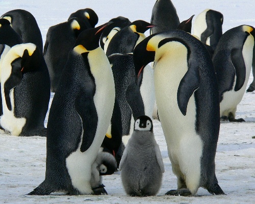 El pingüino emperador es uno de los mejores padres del reino animal