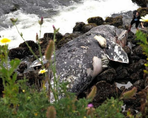 Ballena gris varada