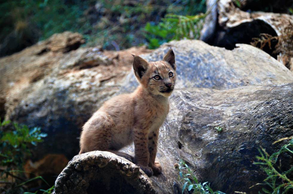 lince boreal pirineo catalán