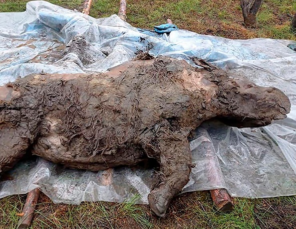 Rinoceronte lanudo hallado congelado en el permafrost en Rusia