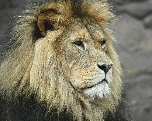 León africano