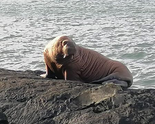 Una morsa ártica llega a la costa oeste de Irlanda debido al cambio climático