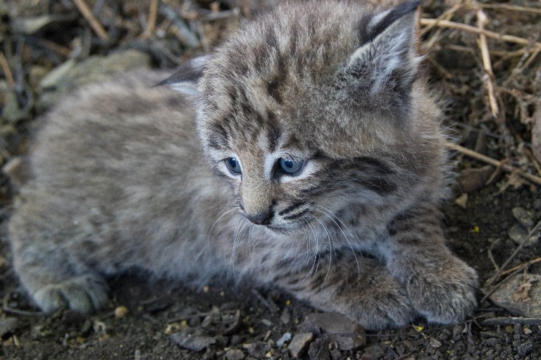 Cachorro de lince ibÃ©rico