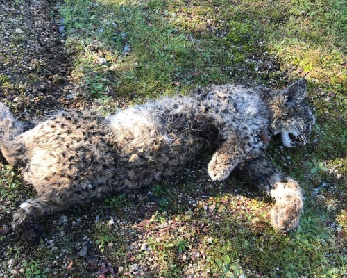 Hallan el cadáver de un cachorro de lince ibérico en Don Benito