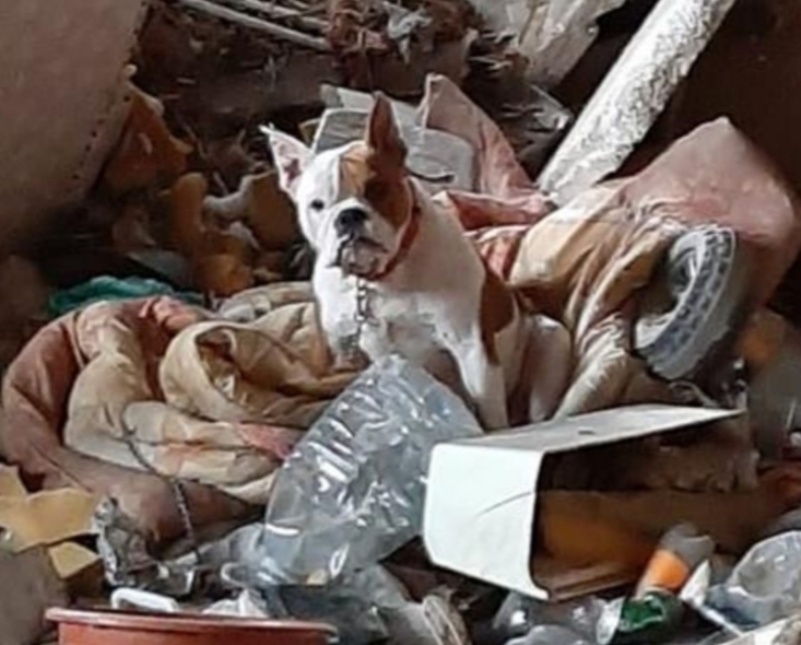 Bulldog inglÃ©s abandonada en una casa sin vÃ­veres