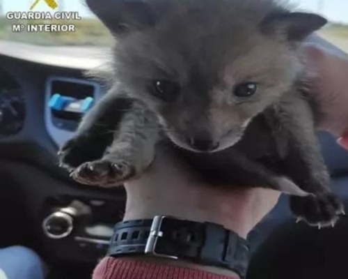 Rescatan a una cría de zorro que estaba a la venta en una popular web