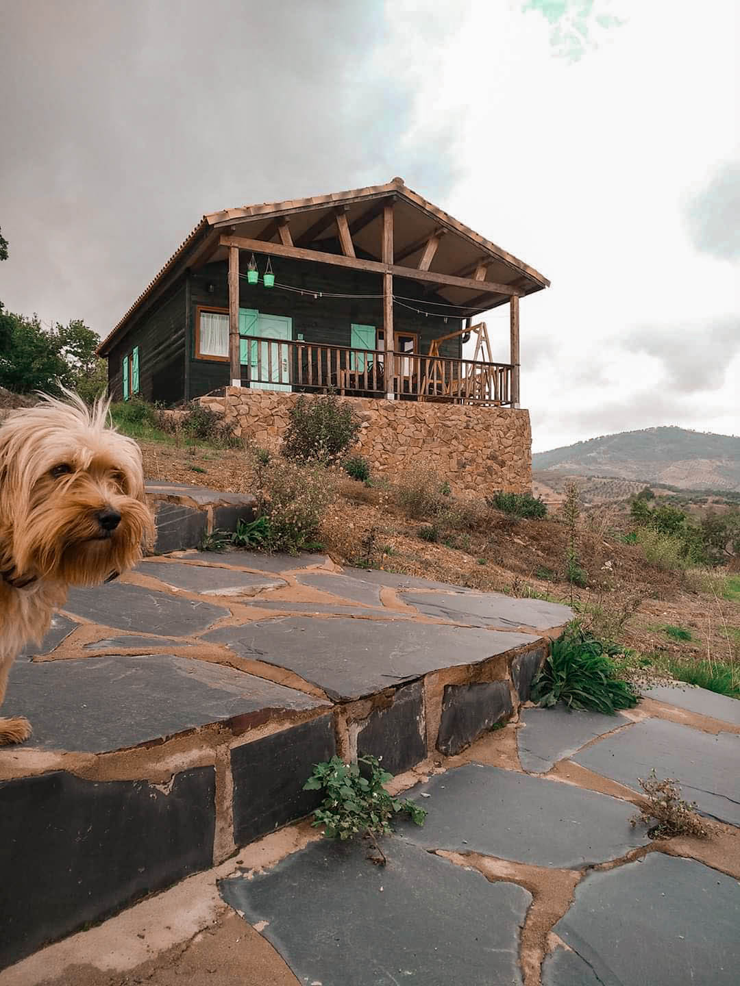 Un perro disfrutando de La Brizna