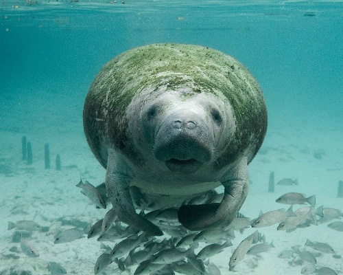 Un manatí pudo inspirar leyendas de sirenas