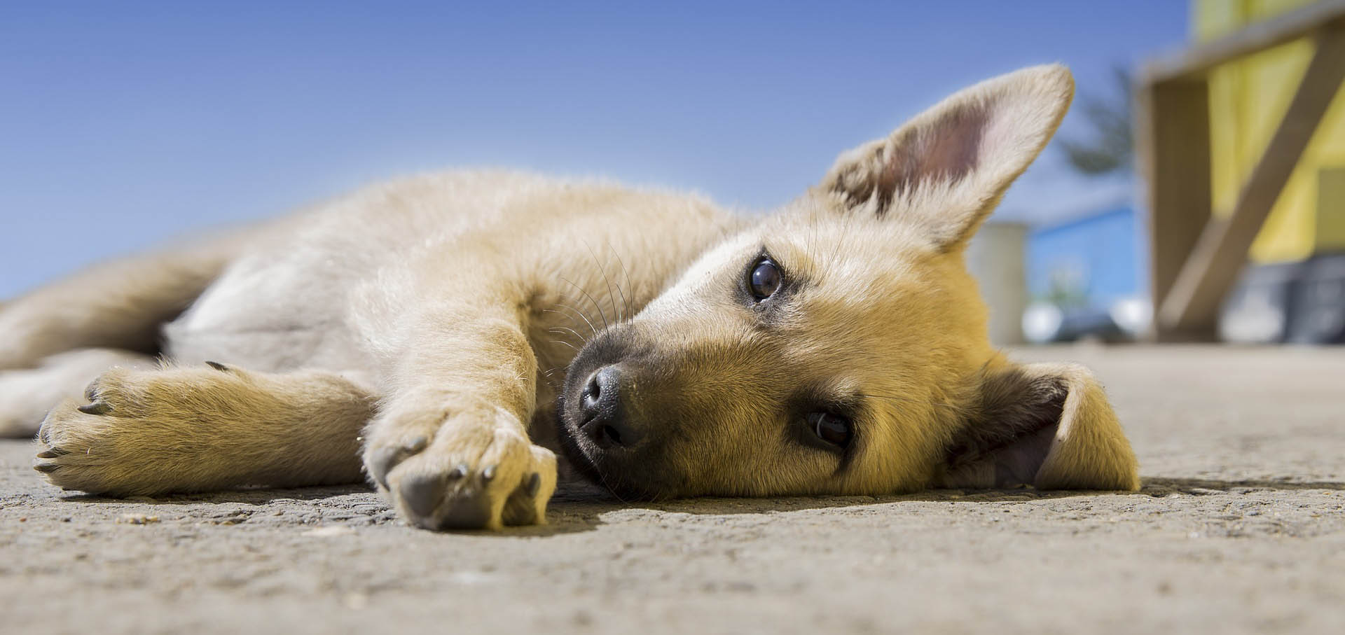 Un cachorro de perro