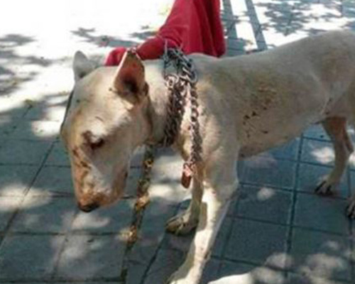 Condenado a seis meses de prisión por abandonar a su perro atado al sol