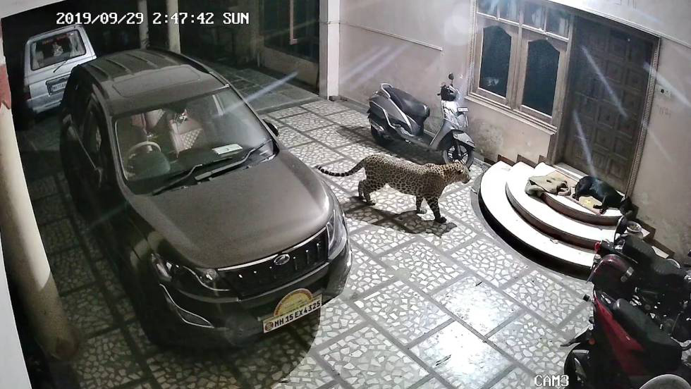 Un leopardo ataca a un perro en su casa en India