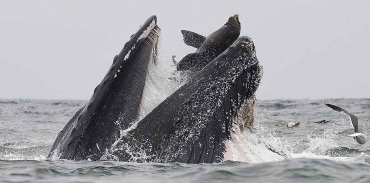 ballena engulle al lobo marino