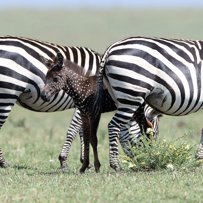 Cebra con puntos avistada en Masai Mara, Kenia