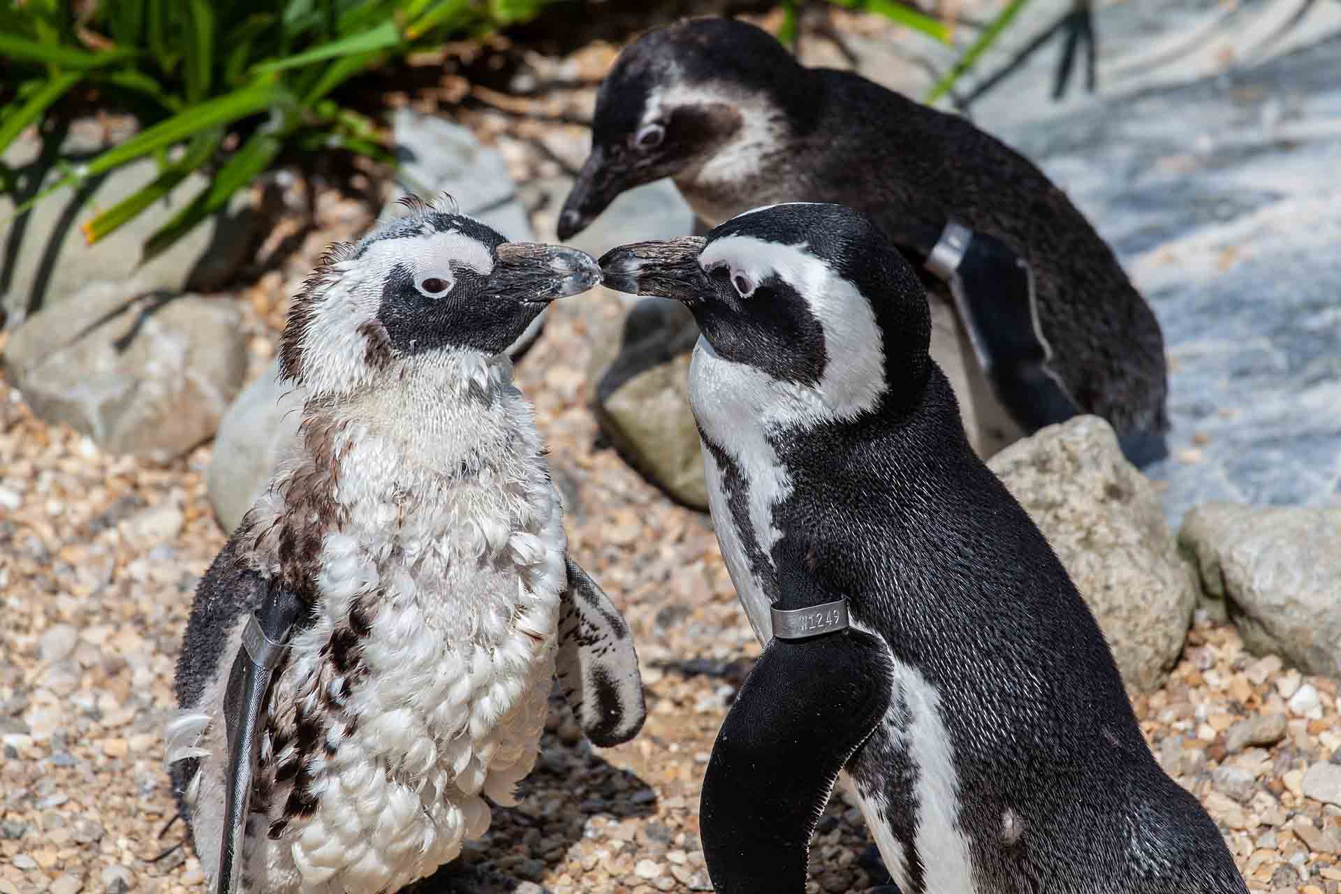 Pingüinos africanos o de El Cabo y su polluelo