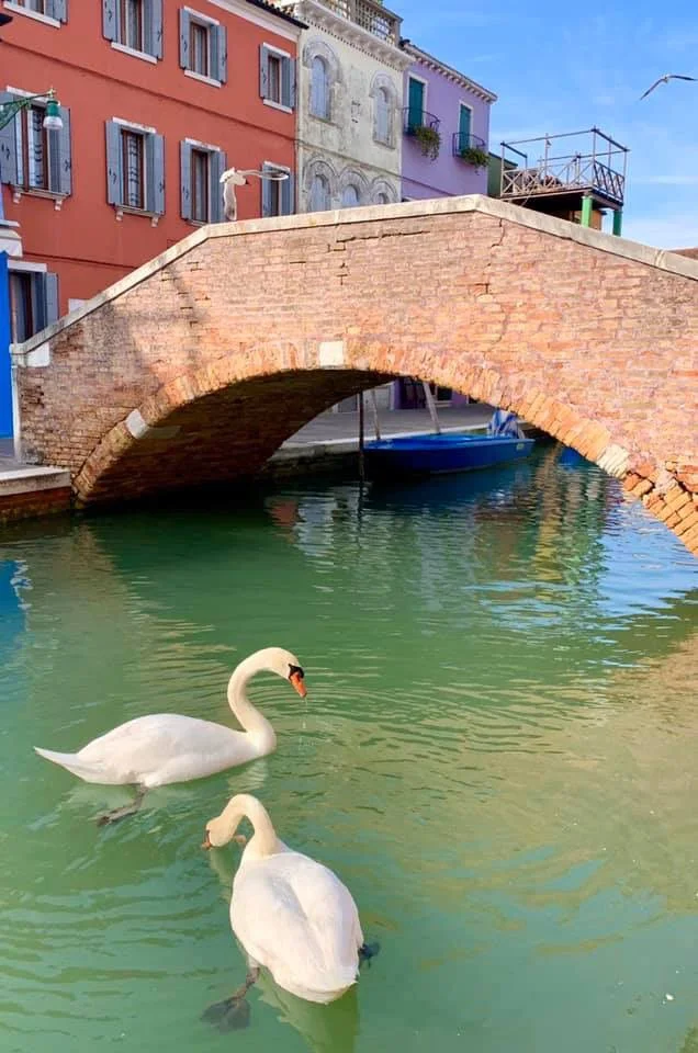Los cisnes vuelven a Venecia