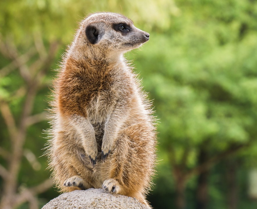 Una suricata en postura de vigilancia en Ãfrica