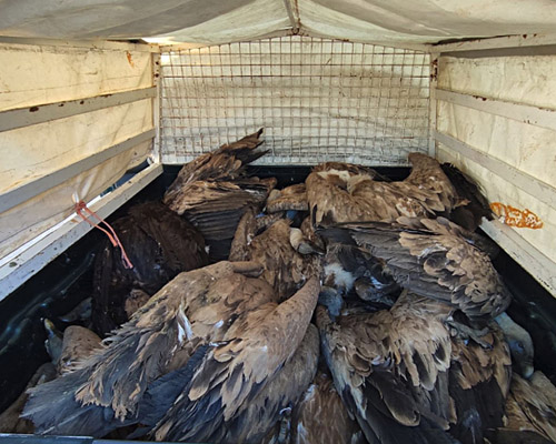 Decenas de aves rapaces mueren envenenadas en un pueblo de Salamanca