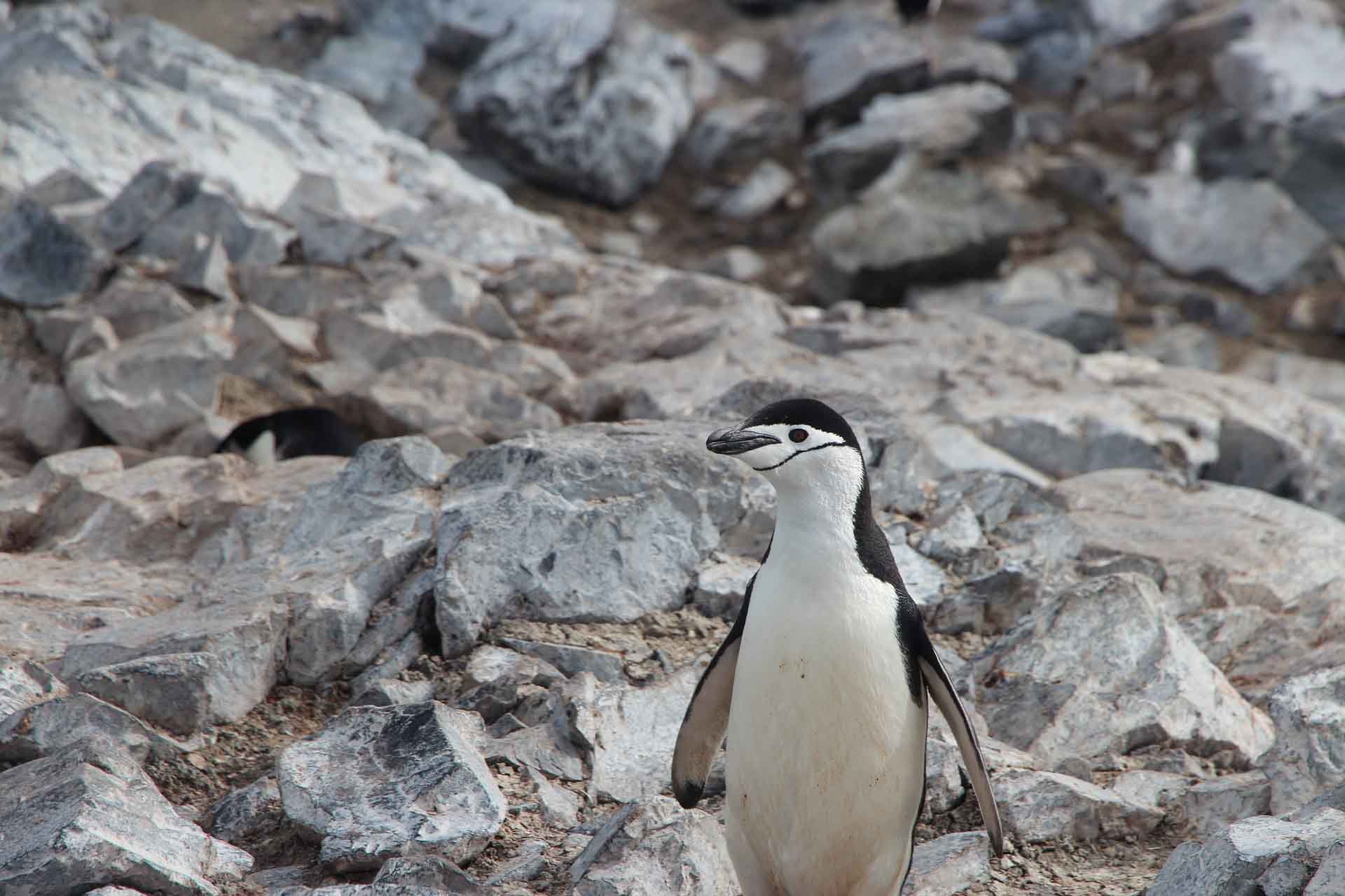PingÃ¼ino barbijo en la AntÃ¡rtida