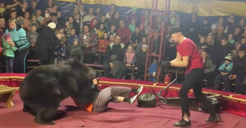 Un oso ataca a su domador en un circo ruso