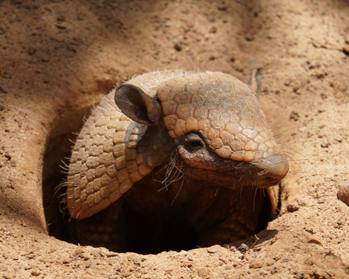 El armadillo es un mamífero peculiar lleno de curiosidades que parece anclado en el pasado