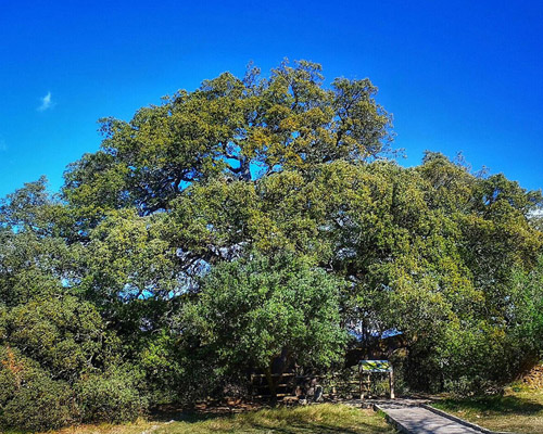 La carrasca milenaria de Lecina opta a ser el Árbol Europeo de 2021