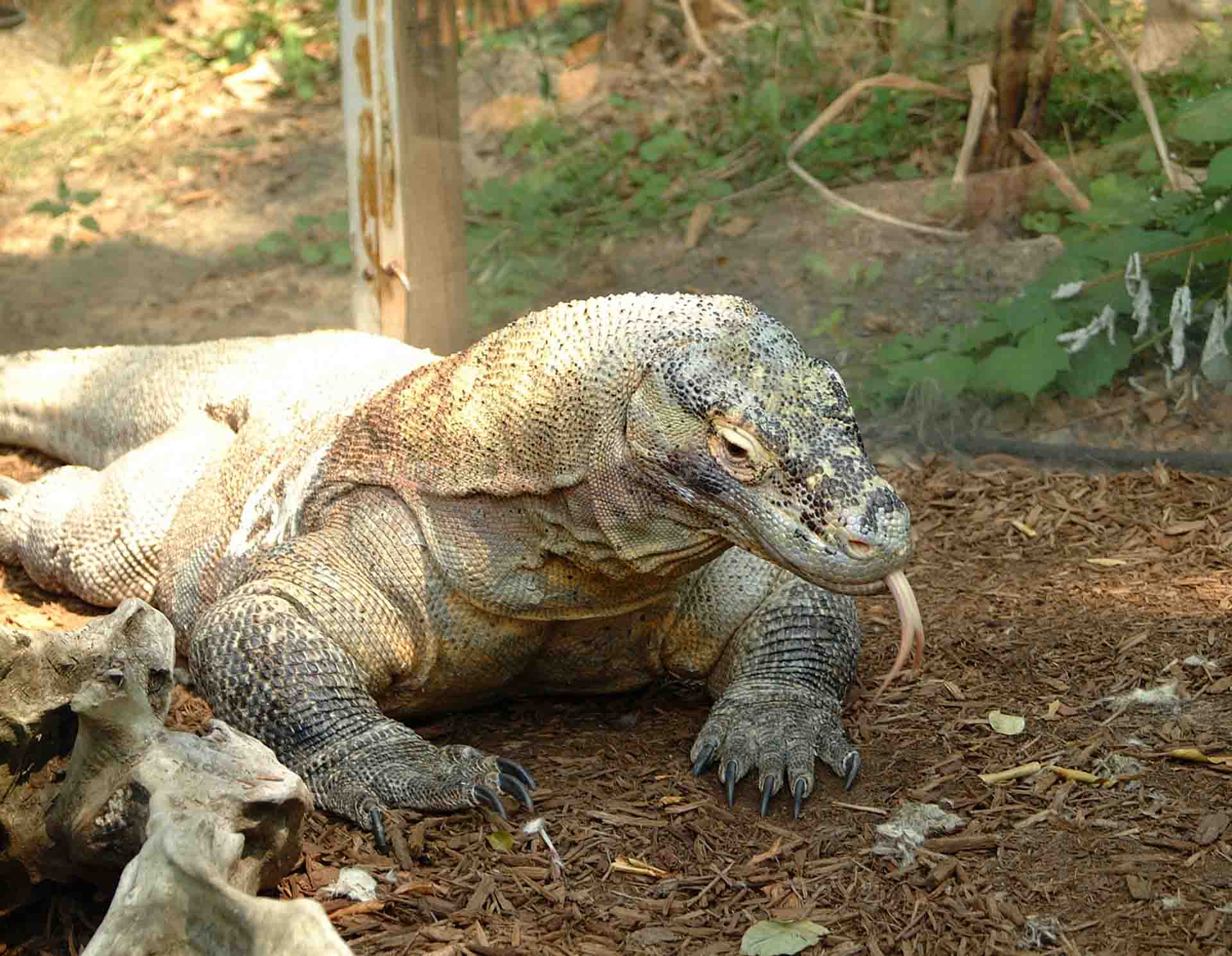 dragón de komodo