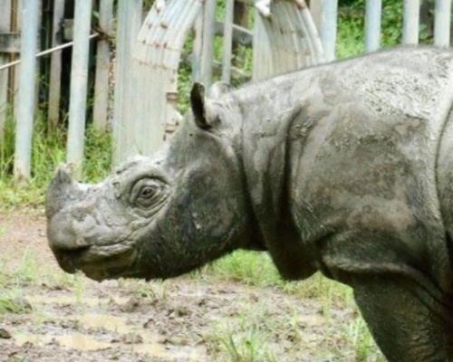 Muere el último rinoceronte de Sumatra de Malasia