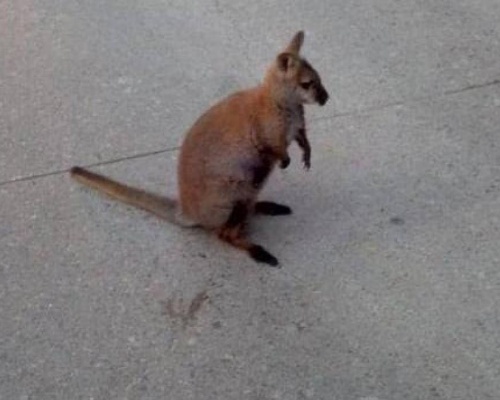 Aparece un ualabí en Roda de Ter, en Gerona