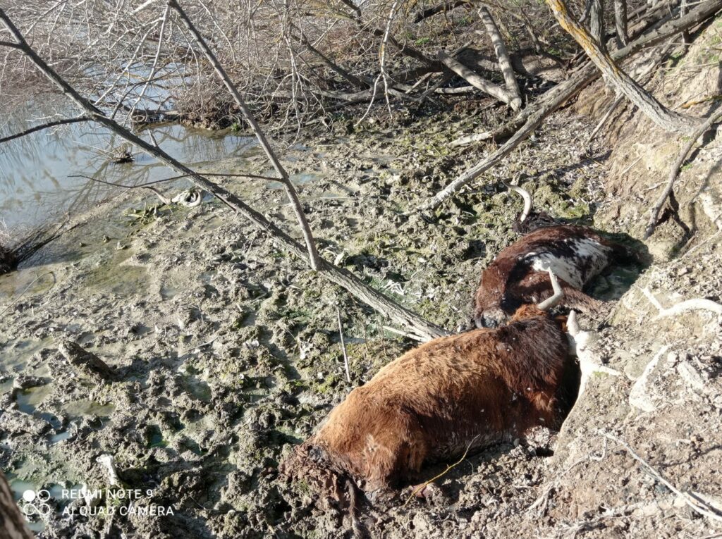 La Asociación de Policías por la Defensa de los Animales pide la figura de un perito veterinario