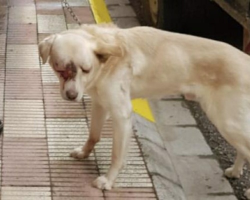 Labrador con lesiones graves en la cabeza