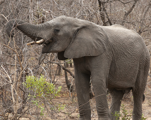Botsuana abre la veda y permite la caza de 287 elefantes africanos