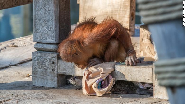 Un orangutÃ¡n bebÃ© juega con una nutria