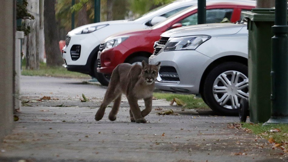 Un puma recorre las calles de Santiago de Chile