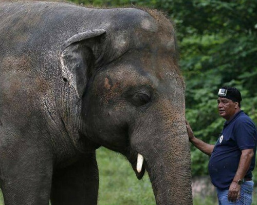 El elefante Kaavan ya está en un santuario en Camboya