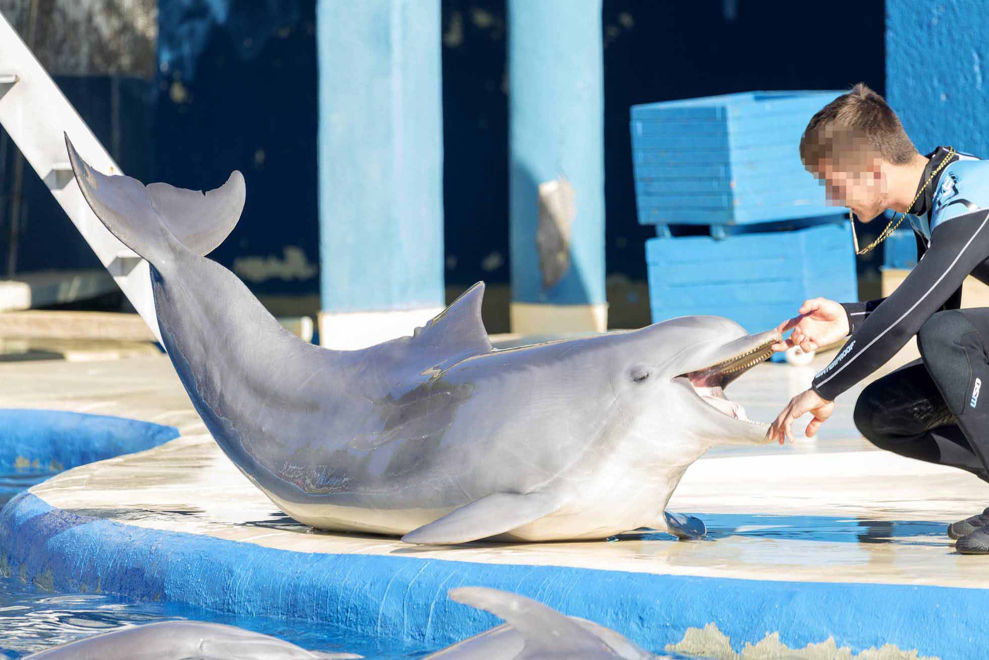 Delfines en cautiverio zoo de Madrid