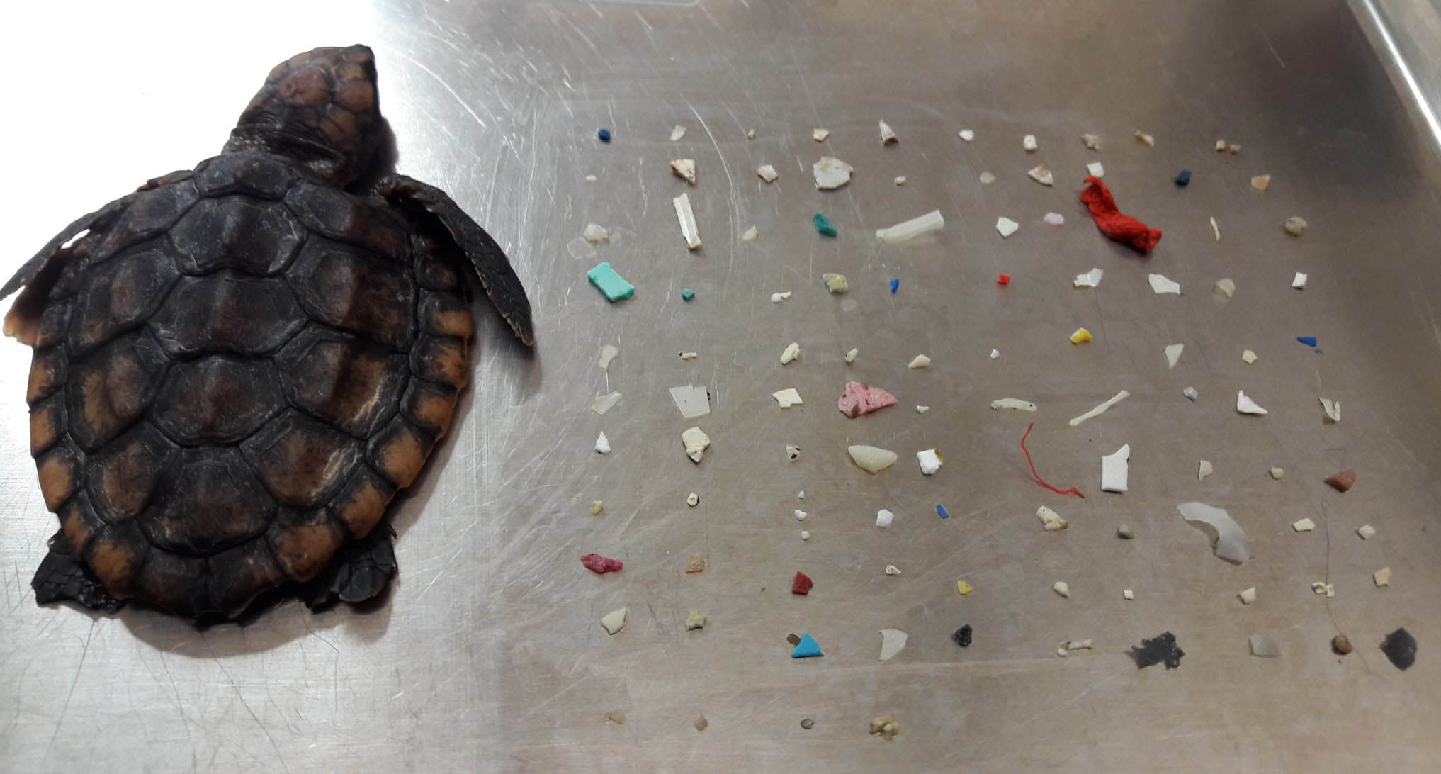 una tortuga bebé muere con 104 trozos de plástico en sus intestinos