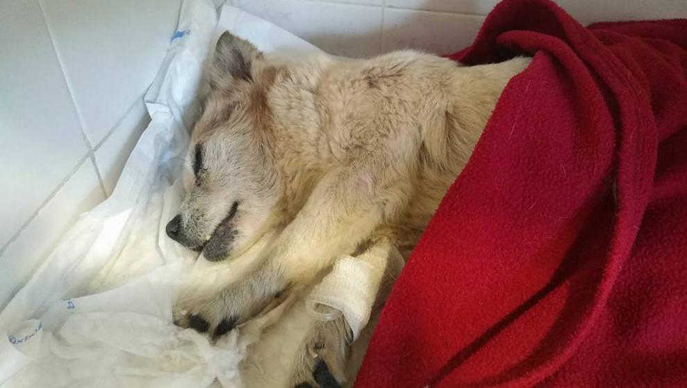 Perra abandonada en una bolsa de basura en el mar