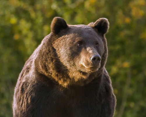 Acusan a un príncipe de Liechtenstein de cazar al oso más grande de Europa