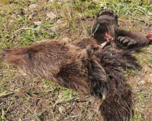 La muerte del oso pardo en Fabero pudo ser accidental