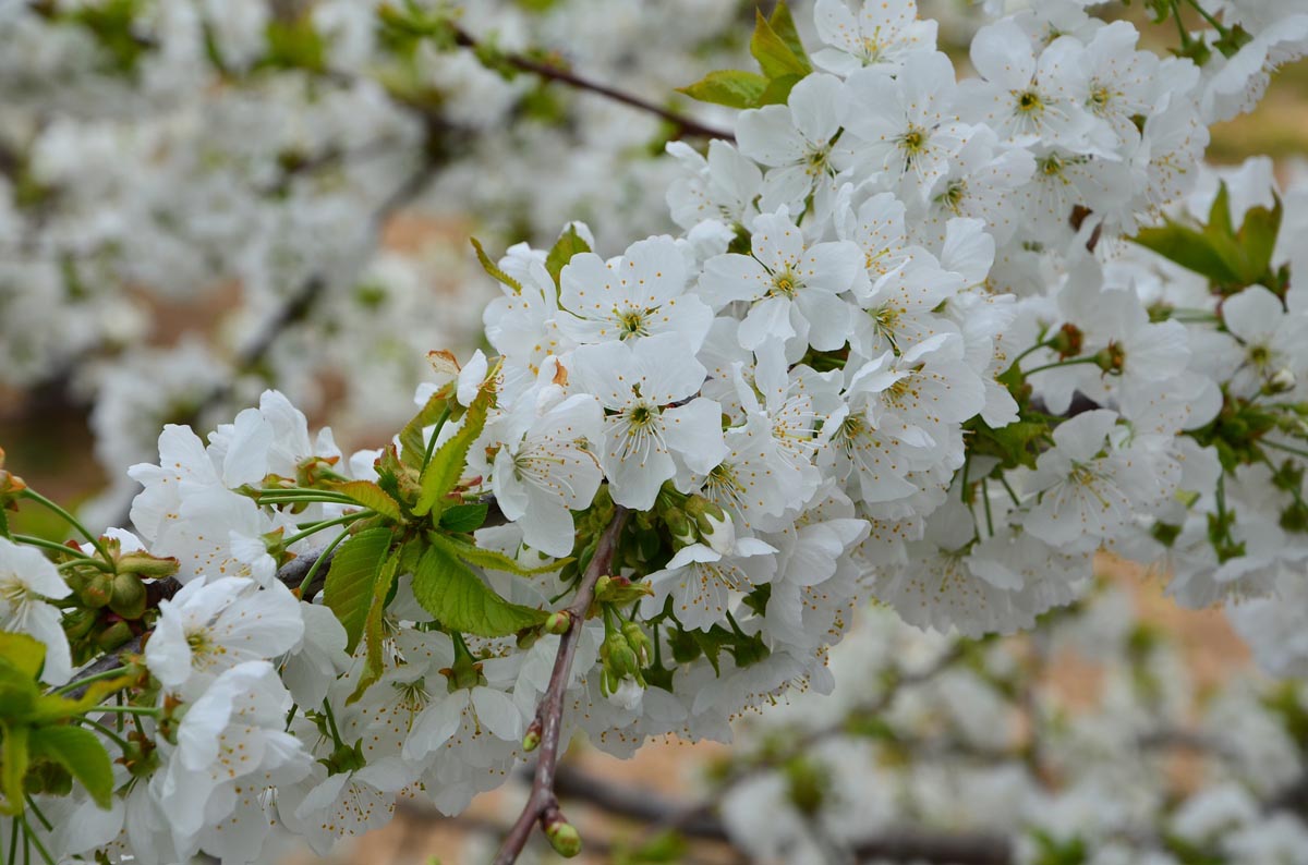 Cerezos en flor en el Valle del Jerte, Extremadura