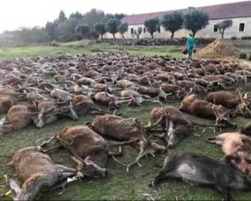 Imagen de los animales abatidos en la montería investigada