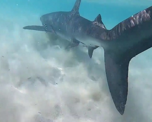 Aparece un tiburón azul o tintorera en Cala Galdana, en Menorca