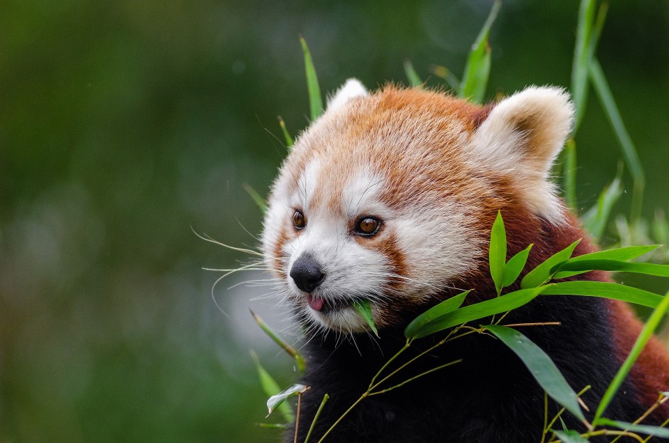 El panda rojo se alimenta de bambÃº