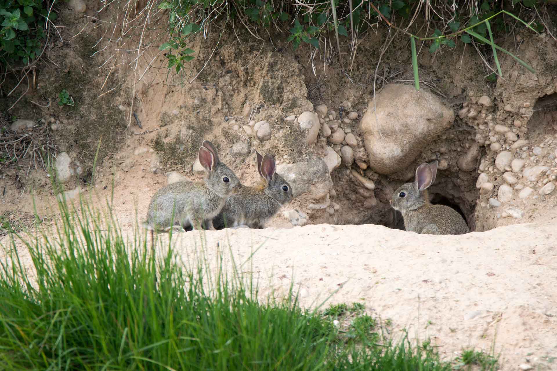 conejos en una madriguera